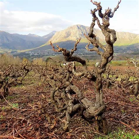 The Old Vine Project